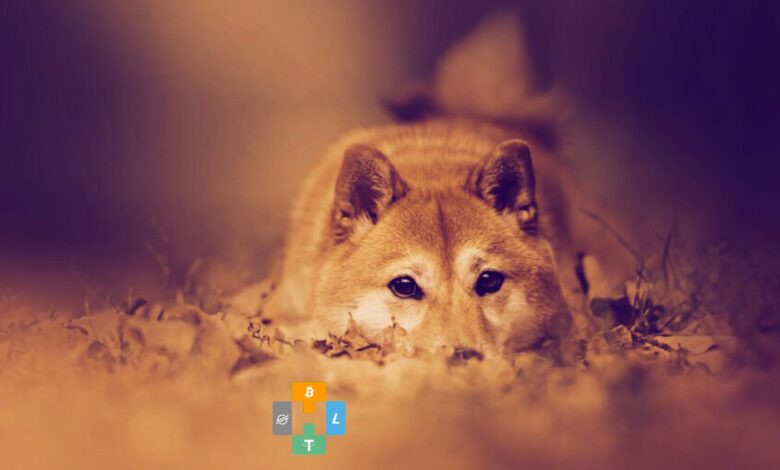 Shiba Inu